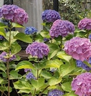 Baum im Hagebaumarkt Prospekt Freiland-Hortensie „Hydrangeamacrophylla“ im aktuellen Hagebaumarkt Prospekt für 9,99 €