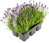 Lavendel im REWE Prospekt Lavendel im aktuellen REWE Prospekt für 6,66 €