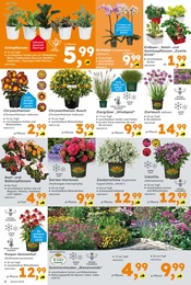 Aktueller Globus-Baumarkt Prospekt mit Blumen, "Immer eine Idee besser", Seite 6