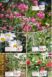 Aktueller Garten-Center Nordharz GmbH & Co. KG Prospekt mit Honig, "Wo Farben wachsen und Freude blüht!", Seite 8