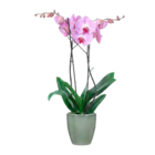 Schmetterlings-Orchidee  im aktuellen OBI Prospekt für 9,99 €