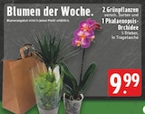 Aktuelle Zimmerpflanzen Angebote bei EDEKA in Duisburg Aktuelles 2 Grünpflanzen und 1 Phalaenopsis-Orchidee Angebot bei EDEKA in Duisburg ab 9,99 €