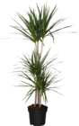Aktuelle Zimmerpflanzen Angebote bei Globus-Baumarkt in Duisburg Aktuelles Drachenbaum (Dracaena) Angebot bei Globus-Baumarkt in Duisburg ab 19,99 €