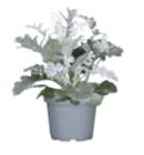 Aktuelle Pflanzen Angebote bei toom Baumarkt in Bremen Aktuelles Silberblatt Angebot bei toom Baumarkt in Bremen ab 0,79 €