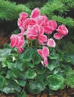 Promo Cyclamen à 1,99 € dans le catalogue Hyper U à La Roche-sur-Yon