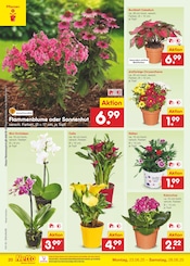 Ähnliche Tulpen Angebote im Prospekt "Aktuelle Angebote" von Netto Marken-Discount in Lemgo Ähnliche Angebote wie Tulpen im Prospekt "Aktuelle Angebote" auf Seite 28 von Netto Marken-Discount in Lemgo
