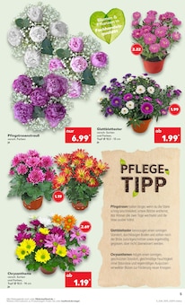 Pflanzen Angebot im Kaufland Prospekt, gültig von 12.06.2025 bis 18.06.2025 Pflanzen Angebot im aktuellen Kaufland Prospekt auf Seite 5