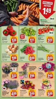Blumen im aktuellen REWE Prospekt (Halle (Saale)) Blumen im REWE Prospekt "Dein Markt" mit 36 Seiten (Halle (Saale))