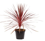 Cordyline - Truffaut à Montreuil Cordyline en promo chez Truffaut Montreuil à 34,99 €