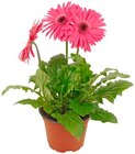 Gerbera im Angebot bei REWE in Hennef Gerbera Angebote von REWE Beste Wahl bei REWE Hennef für 2,29 €