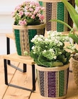 KALANCHOE - Super U à Caen KALANCHOE en promo chez Super U Caen à 4,99 €