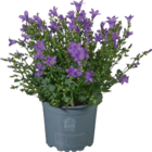 Glockenblume Campanula Angebote bei tegut Mainz für 5,99 €