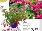 Fuchsie im Hellweg Prospekt Fuchsie im aktuellen Hellweg Prospekt fĂŒr 3,49 âŹ