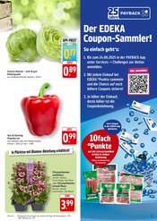 Pflanzen im EDEKA Prospekt in Schwäbisch Hall Aktueller EDEKA Prospekt mit Pflanzen, "Aktuelle Angebote", Seite 5