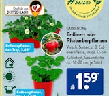 Erdbeer- oder Rhabarberpflanzen Angebote von Gardenline bei ALDI SÜD Köln für 1,59 €