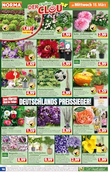 Hortensie im Norma Prospekt "Mehr fürs Geld" mit 20 Seiten (Augsburg)