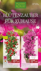 Aktueller Pflanzen Kölle Prospekt mit Pflanzen, "BLÜTENZAUBER FÜR ZUHAUSE", Seite 1