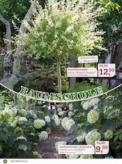 Hortensie im Garten-Center Nordharz GmbH & Co. KG Prospekt in Wolfenbüttel Aktueller Garten-Center Nordharz GmbH & Co. KG Prospekt mit Hortensie, "Rosenreich", Seite 8