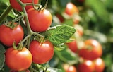 Cherry Rispentomaten Honigschätze Angebote von Unsere Heimat bei Marktkauf Hamburg für 0,99 €
