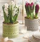 Jacinthe 5 pieds pot 17 cm avec cache pot zinc dans le catalogue Intermarché Express