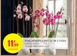 Phalaenopsis pot 12 cm 3 tiges en promo chez Intermarché Tours à 11,99 €