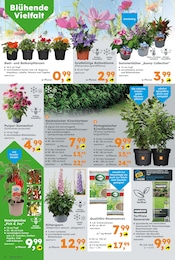 Balkonpflanzen Angebot im aktuellen Globus-Baumarkt Prospekt auf Seite 2
