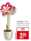 Amaryllis Angebote bei Marktkauf Nürtingen für 3,99 €