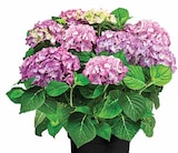 Aktuelles Hortensie 'Diva Fiore' Angebot bei Dehner Garten-Center in Dresden ab 27,99 €