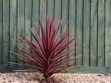 Gamm vert Nogaro - Promo Cordyline en variétés ECLOZ Promo Cordyline en variétés ECLOZ à 19,99 € dans le catalogue Gamm vert à Nogaro