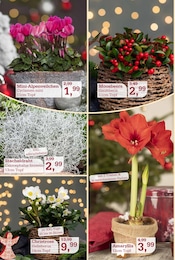 Stauden im Garten-Center Nordharz GmbH & Co. KG Prospekt in Hannover Aktueller Garten-Center Nordharz GmbH & Co. KG Prospekt mit Stauden, "FRÖHLICHE ADVENTSZEIT", Seite 6