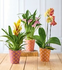 Plante fleurie Phalaenopsis en promo chez Super U Dijon à 6,99 €