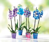 Orchidée Phalaenopsis en promo chez Norma Mulhouse à 15,99 €