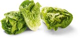 Aktuelle Salat Angebote bei Netto Marken-Discount in Bonn Aktuelles Mini-Romanasalat Angebot bei Netto Marken-Discount in Bonn ab 0,79 €