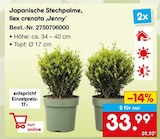 Japanische Stechpalme, Ilex crenata 'Jenny' für 33,99 € bei Netto Marken-Discount im Angebot Japanische Stechpalme, Ilex crenata 'Jenny' im aktuellen Netto Marken-Discount Prospekt