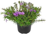 Polsterphlox Angebote bei REWE Dreieich für 1,99 €