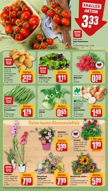 Ähnliche Angebote wie Teichpflanzen im Prospekt "Dein Markt" auf Seite 7 von REWE in Essen