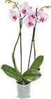 Orchidee im Angebot bei Netto Marken-Discount in Straubing Orchidee Angebote bei Netto Marken-Discount Straubing für 7,99 €