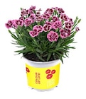 Gartennelke 'Lucky Lips' bei Hagebaumarkt im Kellinghusen Prospekt für 2,99 €