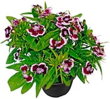 Aktuelle Blumen Angebote bei Penny in Wuppertal Aktuelles Bartnelken Angebot bei Penny in Wuppertal ab 1,99 €