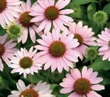 Sonnenhut-Mix im Angebot bei Hornbach in Waiblingen Sonnenhut-Mix Angebote bei Hornbach Waiblingen für 12,95 €