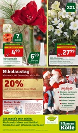 Stauden Angebot im aktuellen Pflanzen Kölle Prospekt auf Seite 20