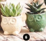 SUCCULENTES en promo chez Super U Levallois-Perret à 2,99 €