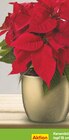 Weihnachtsstern im Angebot bei Netto Marken-Discount in Dorsten Weihnachtsstern Angebote bei Netto Marken-Discount Dorsten für 1,99 €