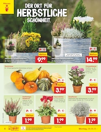 Alpenveilchen Angebot im aktuellen Netto Marken-Discount Prospekt auf Seite 6