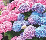 Hortensia de jardin ECLOZ - ECLOZ en promo chez Delbard Neuilly-sur-Seine à 5,50 €