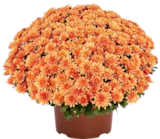 Aktuelles Chrysanthemen-Busch XL Angebot bei Kaufland in Bremen ab 4,99 €