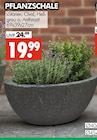 Pflanzschale Stone Oval bei Wreesmann im Bernsdorf Prospekt für 19,99 €