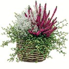 HEIDE TRIOLINO STAUDEN im Angebot bei Wreesmann in Freiberg HEIDE TRIOLINO STAUDEN Angebote bei Wreesmann Freiberg für 3,49 €