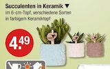 Succulenten in Keramik im V-Markt Prospekt Succulenten in Keramik von im aktuellen V-Markt Prospekt für 4,49 €