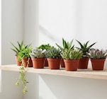 Succulentes à Carrefour dans Touques